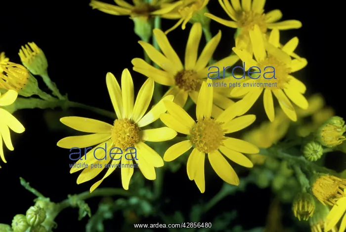  : Common Ragwort