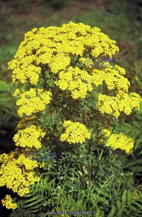  : Common Ragwort