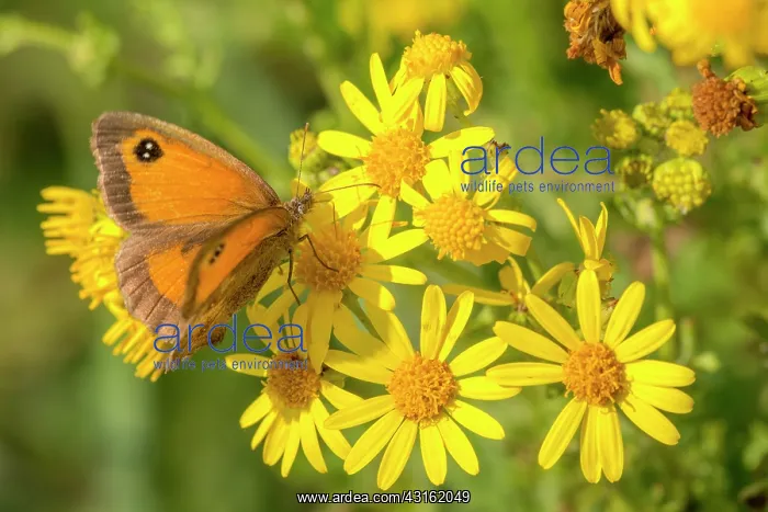  : Common Ragwort