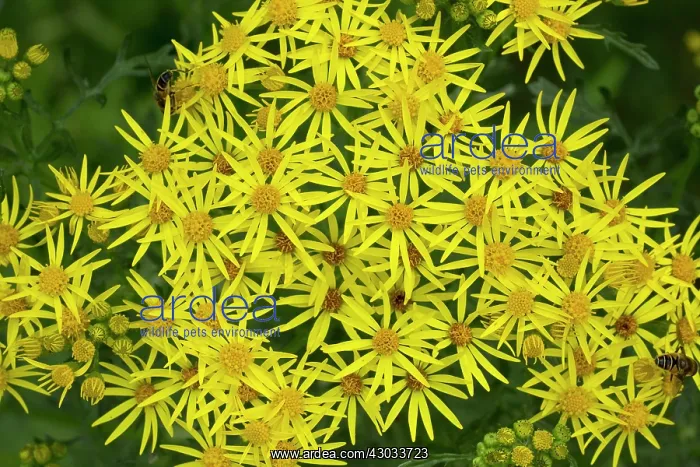 : Common Ragwort in flower Devon, UK : Common Ragwort in flower Devon, UK