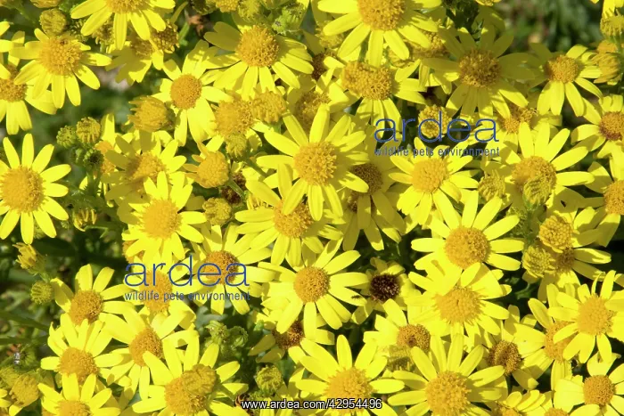 : Common Ragwort - a mass of flowers : Common Ragwort - a mass of flowers