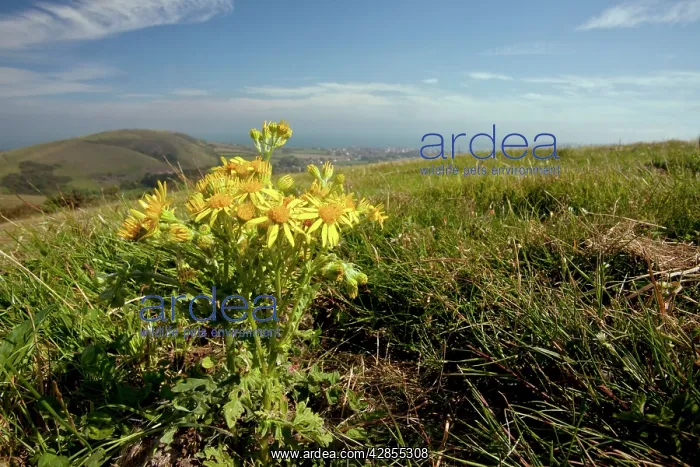 : Common Ragwort - on purbeck hills - Wide angle : Common Ragwort - on purbeck hills - Wide angle