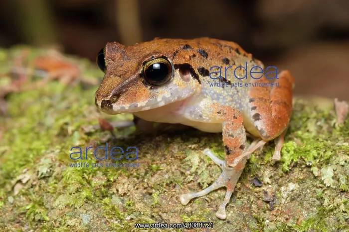  : Common Rain Frog