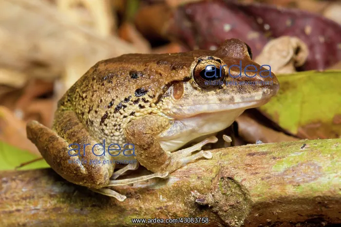: Common Rain Frog : Common Rain Frog