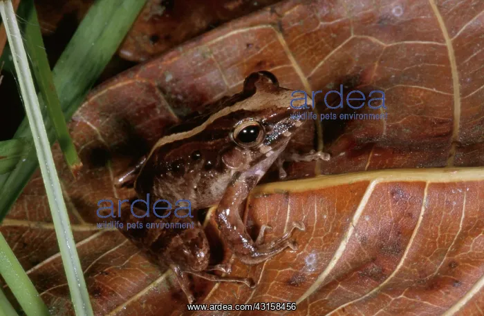 : Common Rain Frog : Common Rain Frog