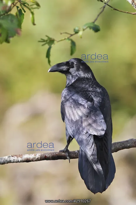 : Common Raven : Common Raven