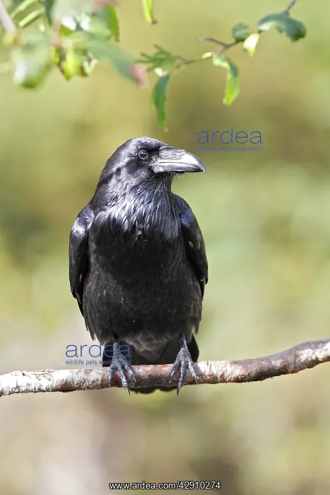 : Common Raven : Common Raven