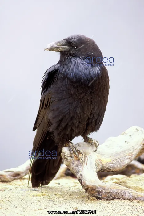 : Common RAVEN : Common RAVEN