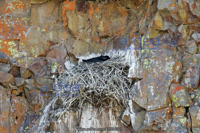  : Common Raven