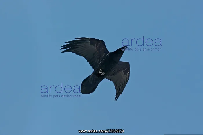  : Common Raven