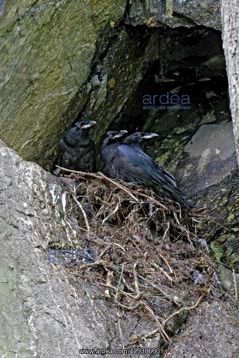  : Common Raven