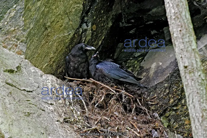  : Common Raven