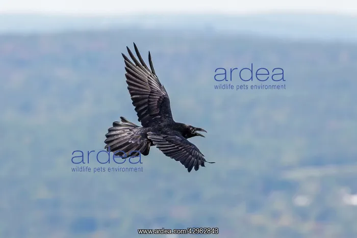 : Common Raven : Common Raven