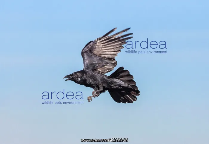 : Common Raven : Common Raven
