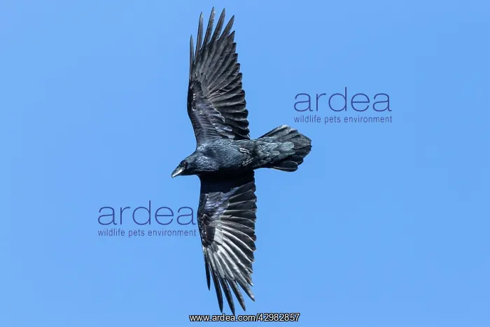 : Common Raven : Common Raven