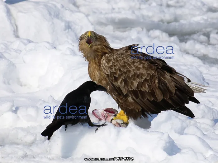 : Common Raven : Common Raven