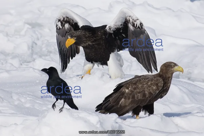  : Common Raven
