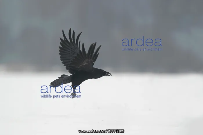 : Common Raven : Common Raven