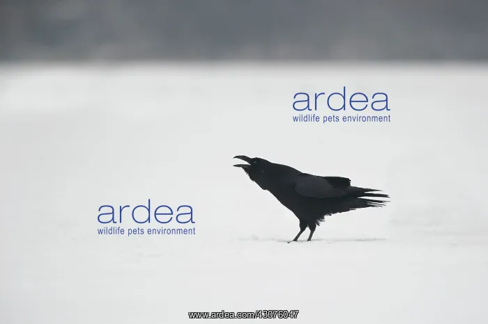 : Common Raven : Common Raven