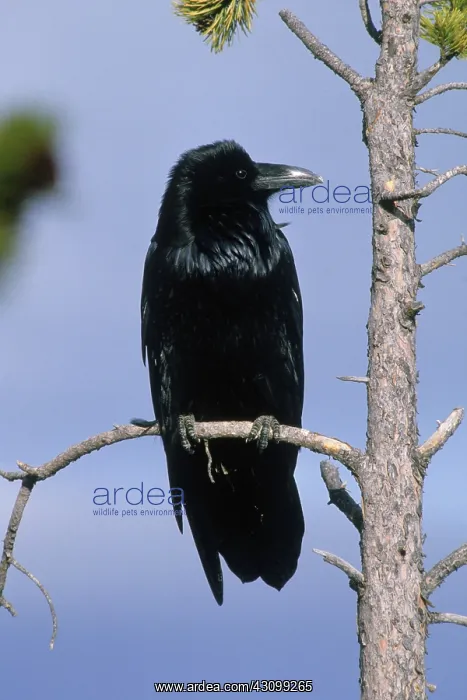  : Common Raven
