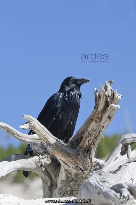 : Common Raven : Common Raven