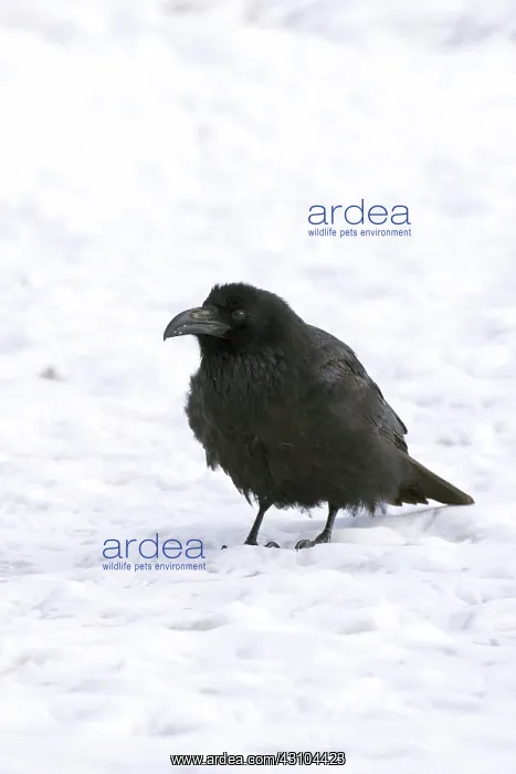 : Common Raven : Common Raven