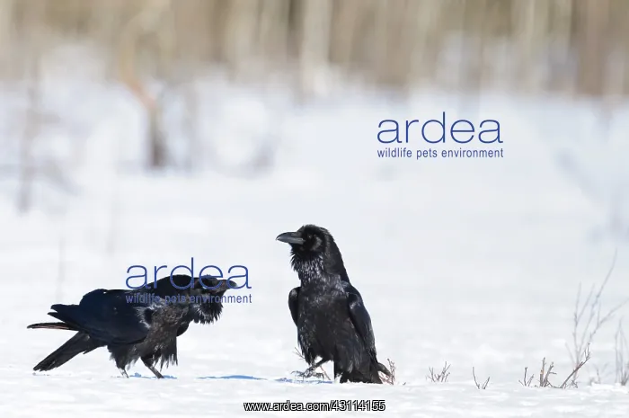: Common Raven : Common Raven