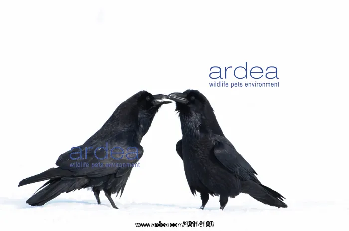  : Common Raven