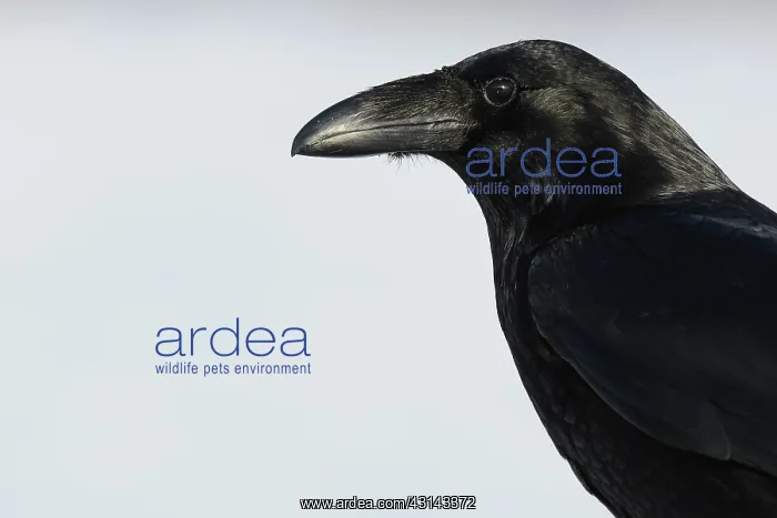 : Common Raven : Common Raven