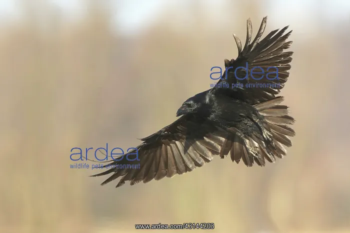 : Common Raven : Common Raven