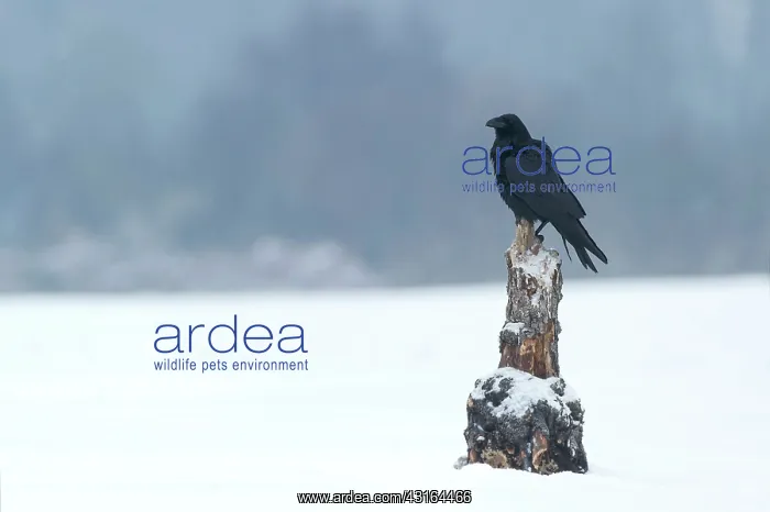 : Common Raven : Common Raven