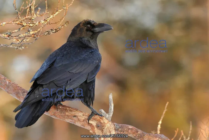 : Common Raven : Common Raven