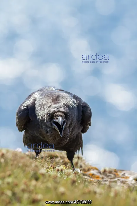 : Common Raven : Common Raven