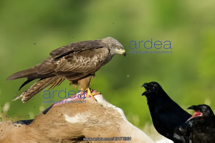 : Common Raven : Common Raven