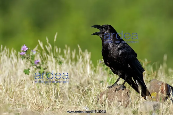 : Common Raven : Common Raven