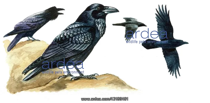 : Common Raven : Common Raven