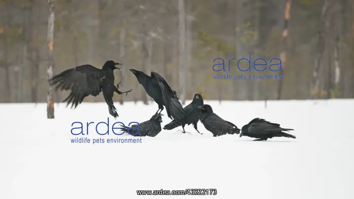 : Common Raven : Common Raven