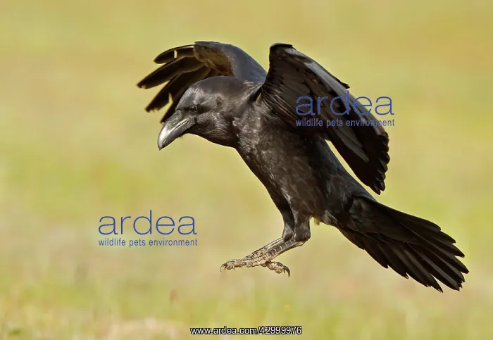 : Common Raven - adult in flight about to land : Common Raven - adult in flight about to land