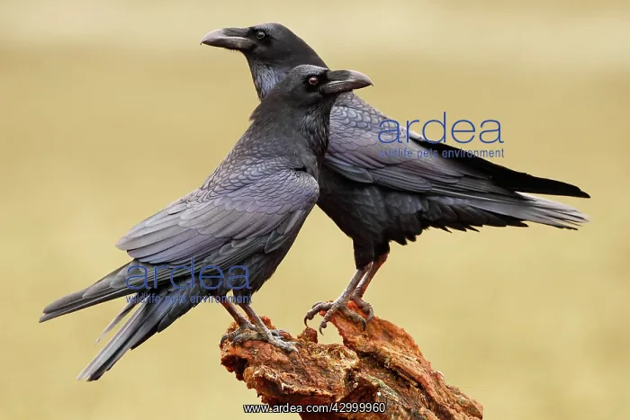 : Common Raven - adult pair perched on tree trunk : Common Raven - adult pair perched on tree trunk
