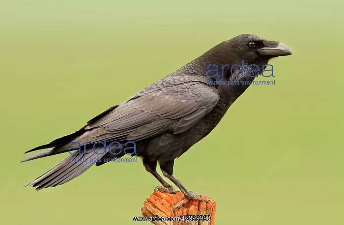 : Common Raven - adult perched on tree trunk : Common Raven - adult perched on tree trunk