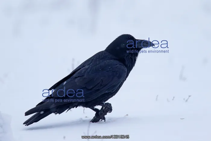 : Common Raven - adult in snow : Common Raven - adult in snow