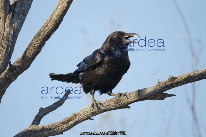 : Common Raven - calling : Common Raven - calling