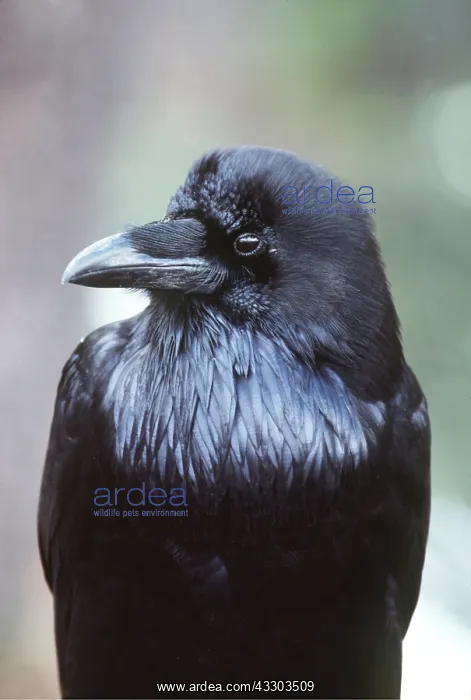  : COMMON RAVEN - close-up of head