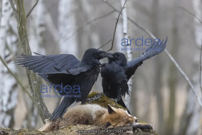 : Two common raven (Corvus corax) : Two common raven (Corvus corax)