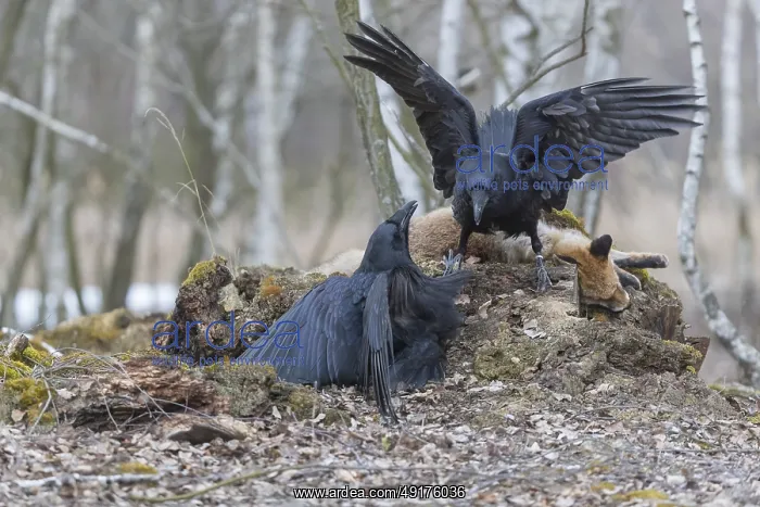: Two common raven (Corvus corax) : Two common raven (Corvus corax)