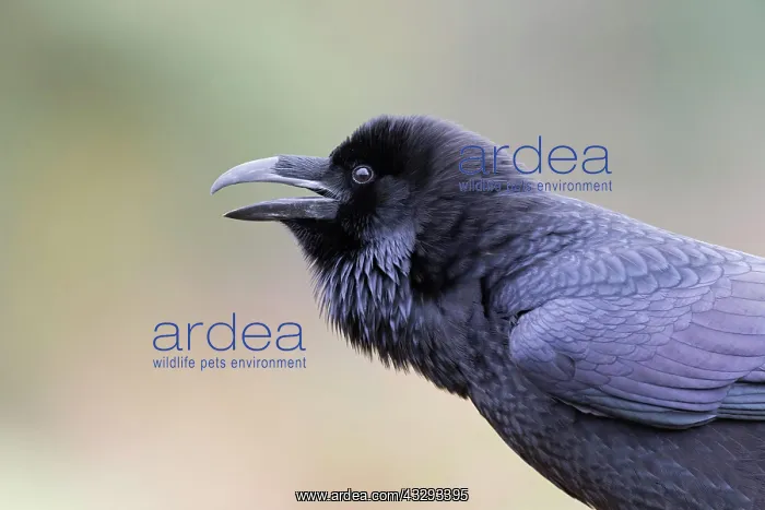 : Common Raven (Corvus corax) adult, calling, England : Common Raven (Corvus corax) adult, calling, England