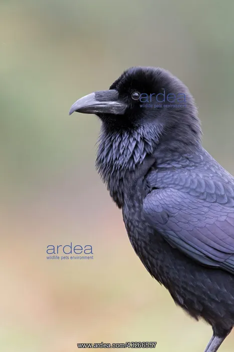 : Common Raven (Corvus corax) adult, close up of head : Common Raven (Corvus corax) adult, close up of head
