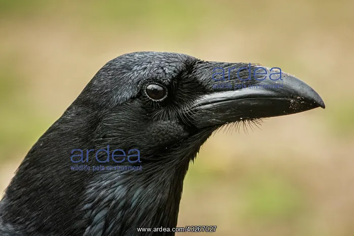 : Common Raven (Corvus corax) - adult portrait - Cantalejo : Common Raven (Corvus corax) - adult portrait - Cantalejo