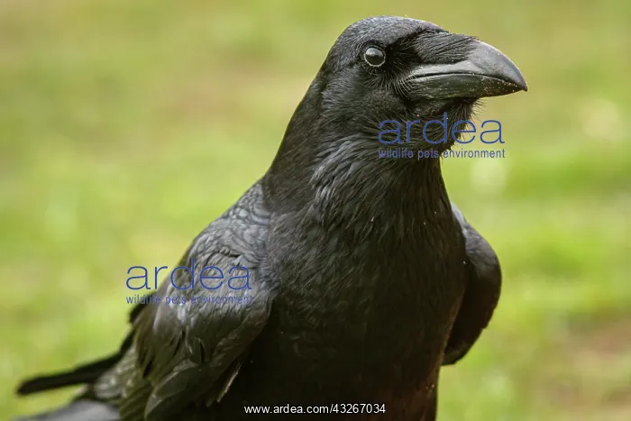 : Common Raven (Corvus corax) - adult portrait - Cantalejo : Common Raven (Corvus corax) - adult portrait - Cantalejo