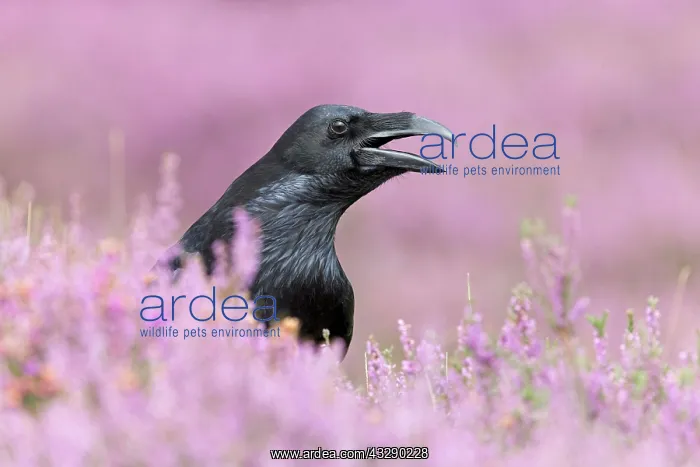 : Common Raven (Corvus corax) adult, standing among : Common Raven (Corvus corax) adult, standing among